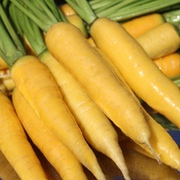 Möhren - Karotten Möhren - Karotten